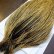 画像3: 【Whiting】Hebert ROOSTER CAPE Bronze Grade - GOLDEN BADGER No.2 (3)