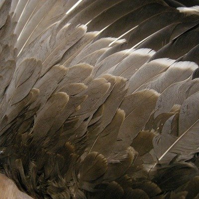 画像1: 【ANGLE】 Gray Goose Complete Wing