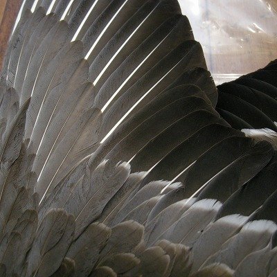 画像2: 【ANGLE】 Gray Goose Complete Wing