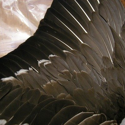 画像3: 【ANGLE】 Gray Goose Complete Wing