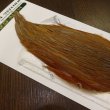 画像4: 【WHITING】Hebert Hen Cape - Rusty Dun (4)