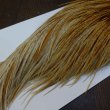 画像5: 【WHITING】Hebert ROOSTER CAPE Silver grade - BARRED DARK GINGER (5)