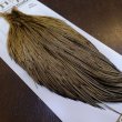 画像2: 【Whiting】HERITAGE ROOSTER CAPE PRO GRADE No.16 (2)