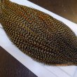 画像4: 【Whiting】HERITAGE ROOSTER CAPE PRO GRADE No.15 (4)