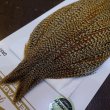 画像3: 【Whiting】HERITAGE ROOSTER CAPE PRO GRADE No.14 (3)