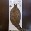 画像1: 【Whiting】HERITAGE ROOSTER CAPE PRO GRADE No.14 (1)