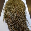 画像6: 【Whiting】HERITAGE ROOSTER CAPE #1 Grade No.15 (6)