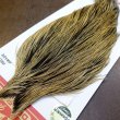 画像3: 【WHITING】ROOSTER Cape Pro Grade - Golden Badger No.1 (3)