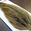 画像4: 【WHITING】ROOSTER Cape Pro Grade - Golden Badger No.1 (4)