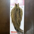 画像1: 【WHITING】ROOSTER Cape Pro Grade - Golden Badger No.1 (1)