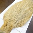 画像4: 【WHITING】Hebert ROOSTER CAPE Bronze Grade - Light Ginger No.2 (4)