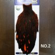 画像2: 【WHITING】American Hen Cape BLW/ORANGE (2)