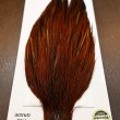 画像6: 【WHITING】Hebert ROOSTER CAPE PRO grade - Furnace No.4 (6)