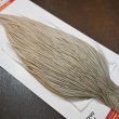 画像4: 【Whiting】ROOSTER CAPE Pro Grade - Light Dun No.1 (4)